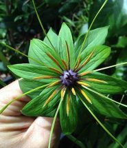 Thất diệp nhất chi hoa