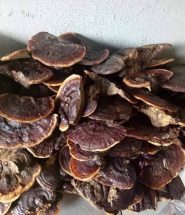 Nấm linh chi rừng Tây Nguyên